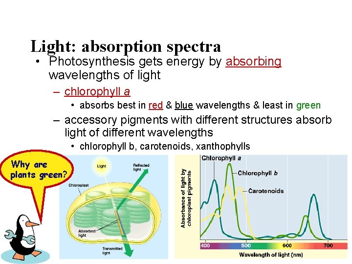 Light: absorption spectra • Photosynthesis gets energy by absorbing wavelengths of light – chlorophyll