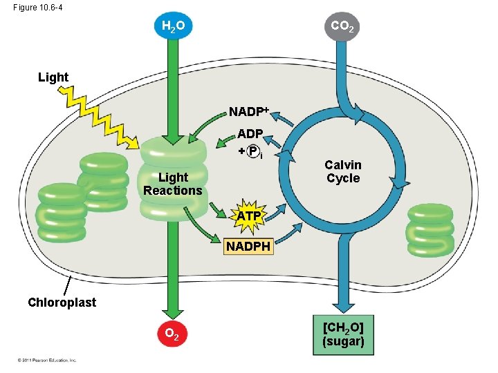 Figure 10. 6 -4 CO 2 H 2 O Light NADP +Pi Light Reactions