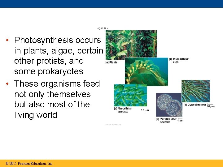  • Photosynthesis occurs in plants, algae, certain other protists, and some prokaryotes •