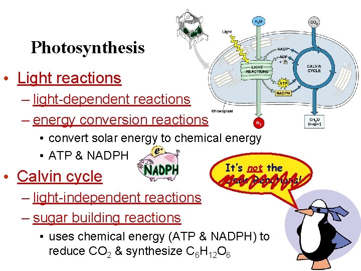 Photosynthesis • Light reactions – light-dependent reactions – energy conversion reactions • convert solar