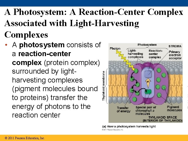 A Photosystem: A Reaction-Center Complex Associated with Light-Harvesting Complexes • A photosystem consists of