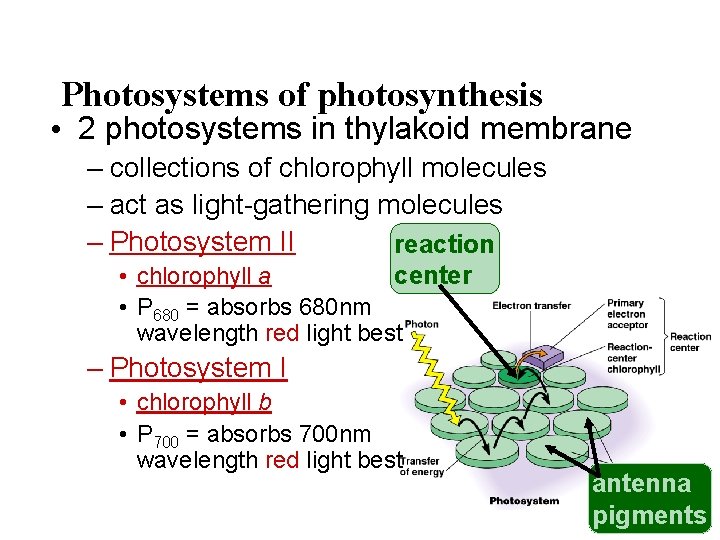 Photosystems of photosynthesis • 2 photosystems in thylakoid membrane – collections of chlorophyll molecules