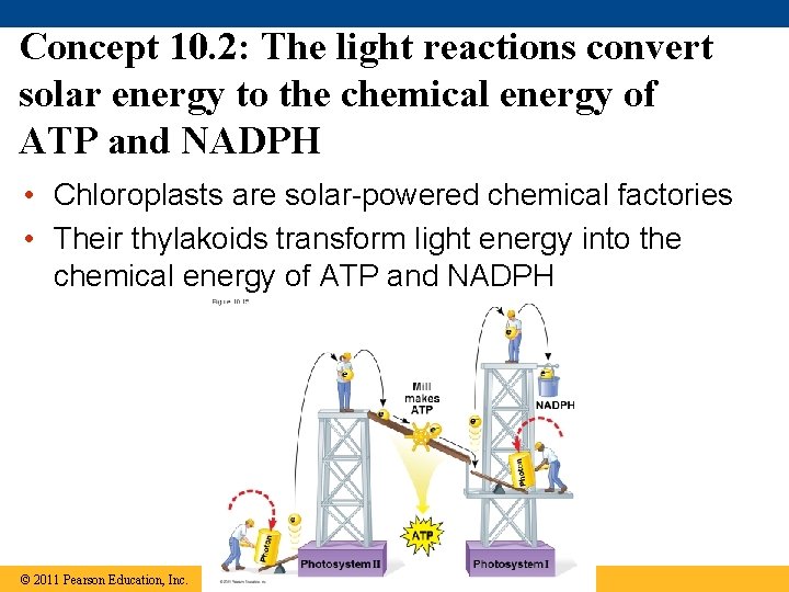 Concept 10. 2: The light reactions convert solar energy to the chemical energy of