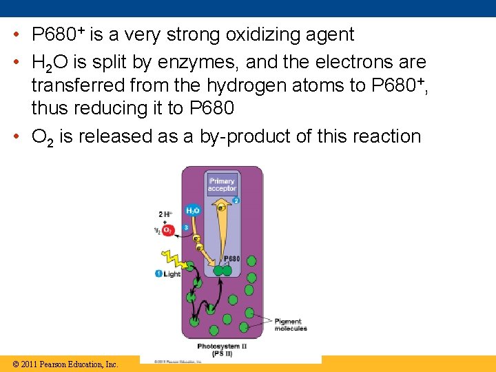  • P 680+ is a very strong oxidizing agent • H 2 O