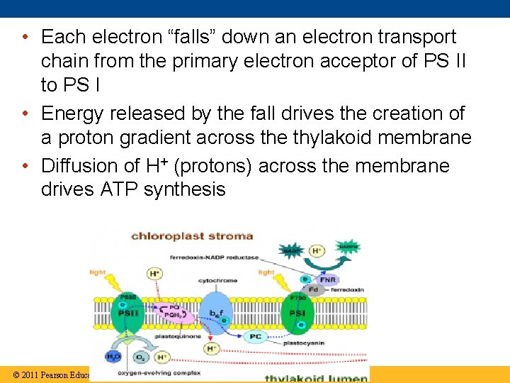  • Each electron “falls” down an electron transport chain from the primary electron
