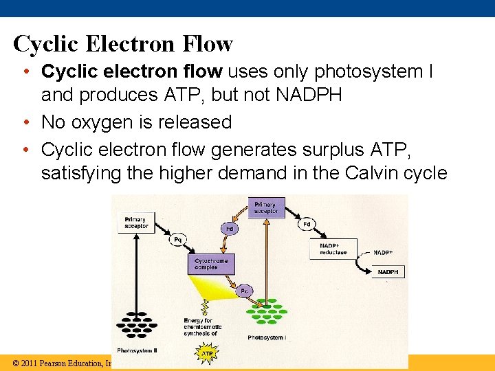 Cyclic Electron Flow • Cyclic electron flow uses only photosystem I and produces ATP,