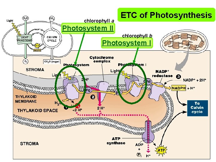 chlorophyll a ETC of Photosynthesis Photosystem II chlorophyll b Photosystem I 
