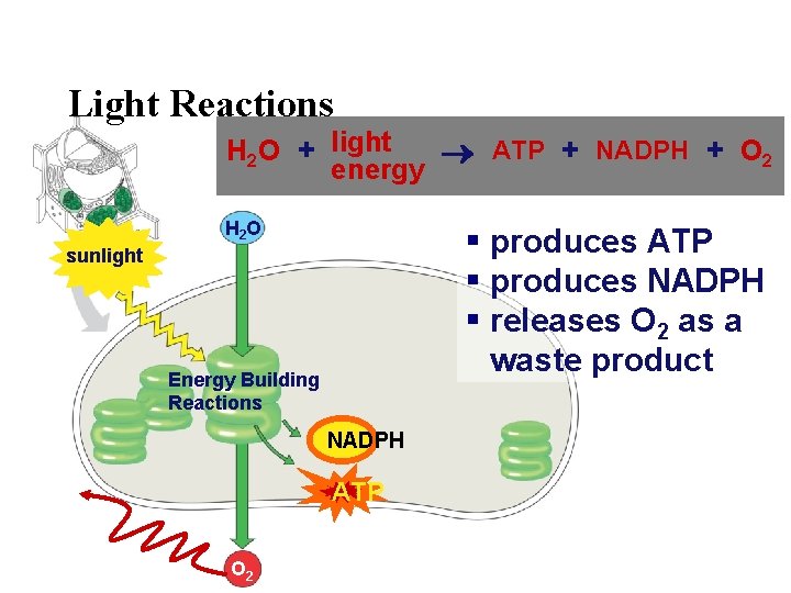 Light Reactions H 2 O + light ATP + NADPH + O 2 energy