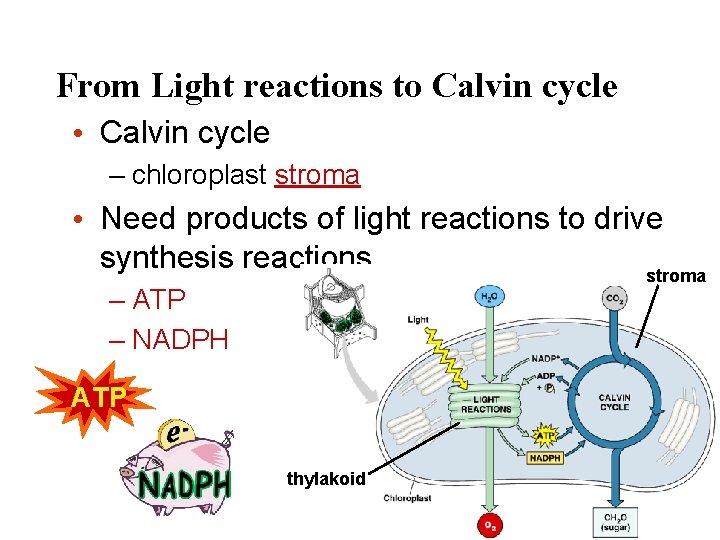 From Light reactions to Calvin cycle • Calvin cycle – chloroplast stroma • Need