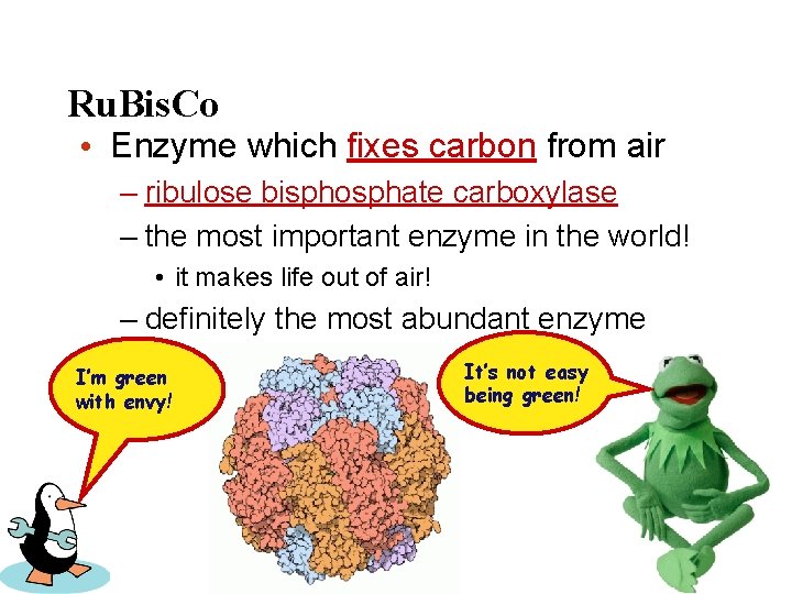 Ru. Bis. Co • Enzyme which fixes carbon from air – ribulose bisphosphate carboxylase