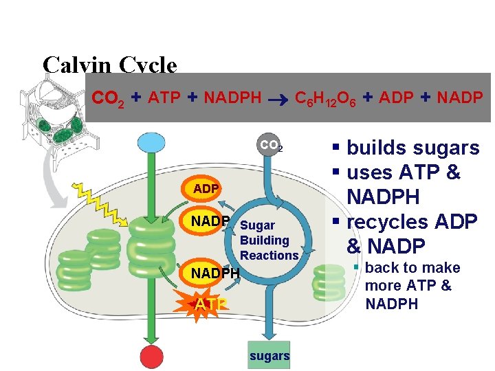 Calvin Cycle CO 2 + ATP + NADPH C 6 H 12 O 6