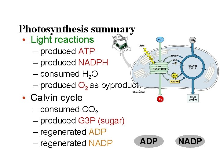 Photosynthesis summary • Light reactions – produced ATP – produced NADPH – consumed H