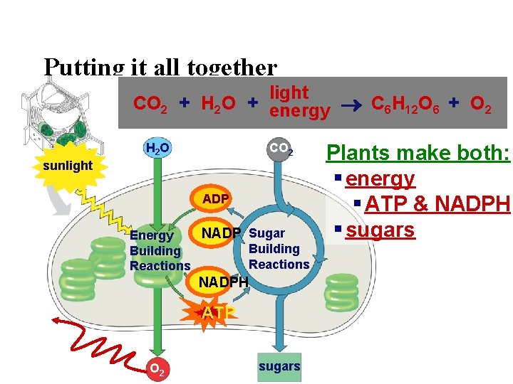 Putting it all together light CO 2 + H 2 O + energy C