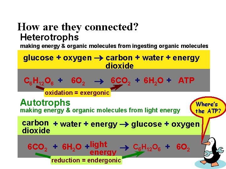 How are they connected? Heterotrophs making energy & organic molecules from ingesting organic molecules