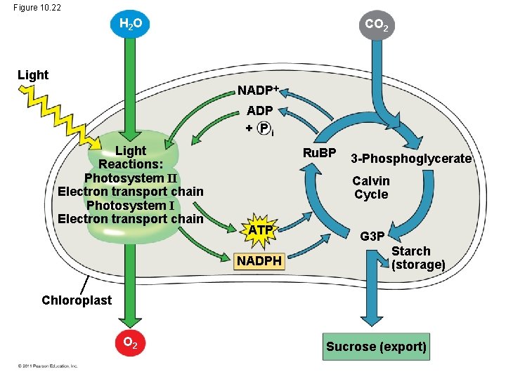 Figure 10. 22 H 2 O CO 2 Light NADP + Pi Light Reactions: