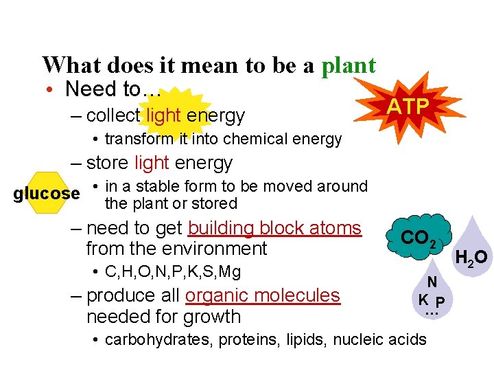 What does it mean to be a plant • Need to… – collect light