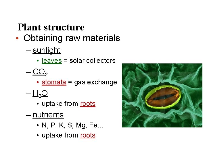 Plant structure • Obtaining raw materials – sunlight • leaves = solar collectors –