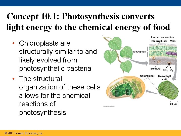 Concept 10. 1: Photosynthesis converts light energy to the chemical energy of food •