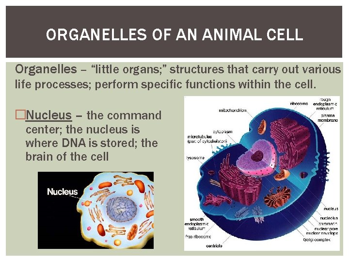 ORGANELLES OF AN ANIMAL CELL Organelles – “little organs; ” structures that carry out