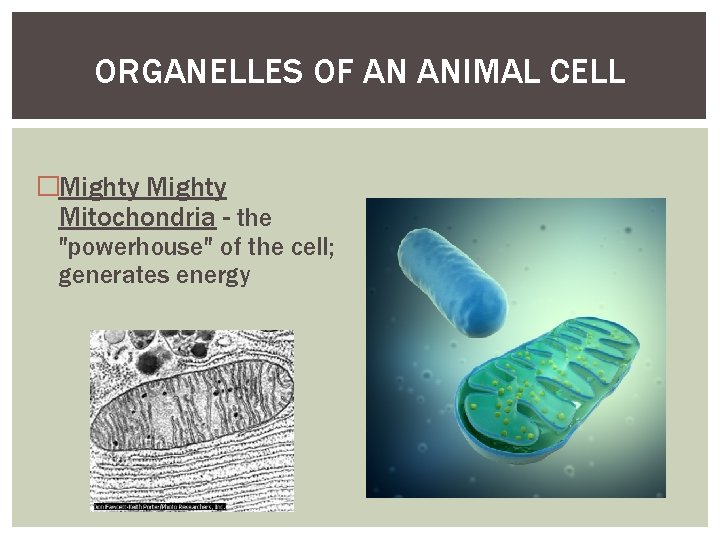 ORGANELLES OF AN ANIMAL CELL �Mighty Mitochondria - the "powerhouse" of the cell; generates