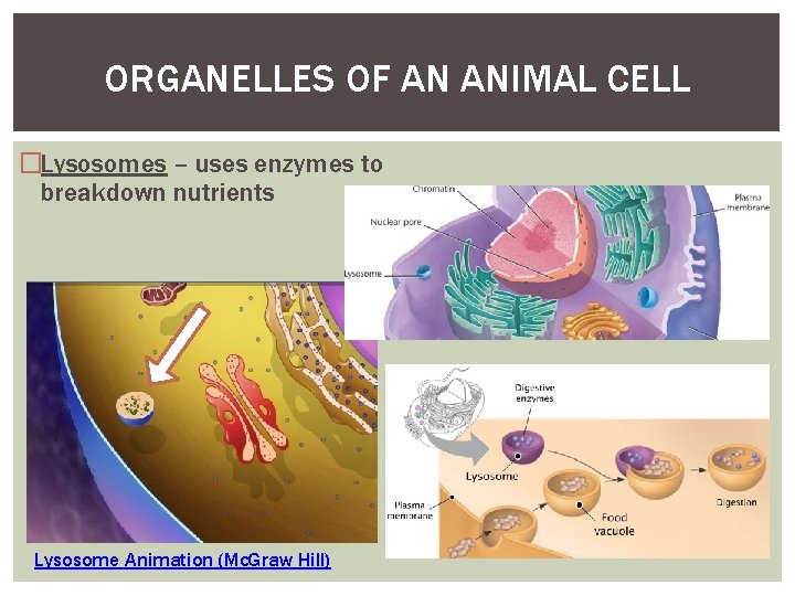 ORGANELLES OF AN ANIMAL CELL �Lysosomes – uses enzymes to breakdown nutrients Lysosome Animation