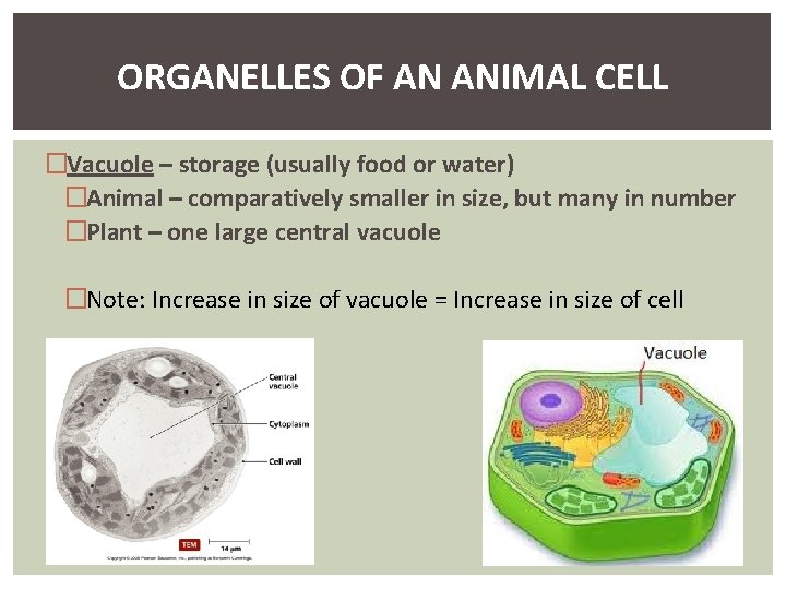 ORGANELLES OF AN ANIMAL CELL �Vacuole – storage (usually food or water) �Animal –