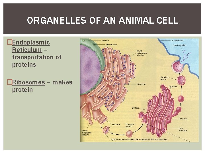 ORGANELLES OF AN ANIMAL CELL �Endoplasmic Reticulum – transportation of proteins �Ribosomes – makes