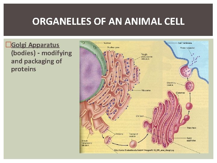 ORGANELLES OF AN ANIMAL CELL �Golgi Apparatus (bodies) - modifying and packaging of proteins