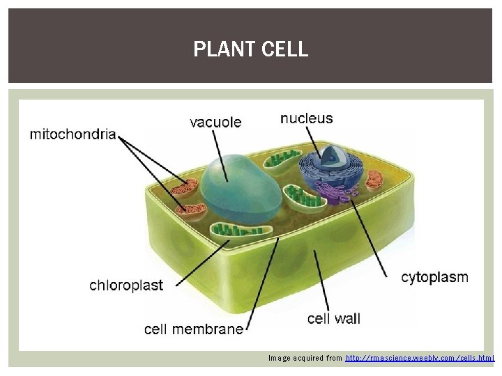 PLANT CELL Image acquired from http: //rmascience. weebly. com/cells. html 