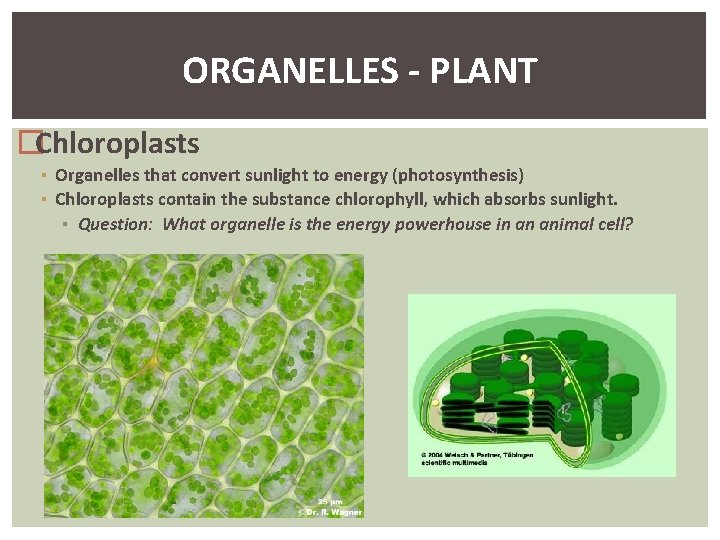 ORGANELLES - PLANT �Chloroplasts ▪ Organelles that convert sunlight to energy (photosynthesis) ▪ Chloroplasts