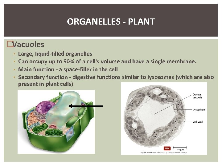 ORGANELLES - PLANT �Vacuoles ▪ ▪ Large, liquid-filled organelles Can occupy up to 90%