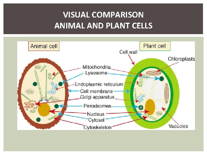 VISUAL COMPARISON ANIMAL AND PLANT CELLS 
