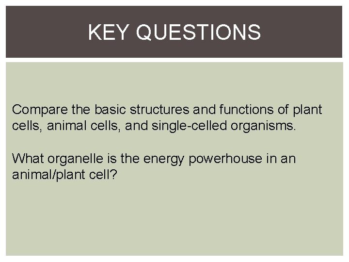 KEY QUESTIONS Compare the basic structures and functions of plant cells, animal cells, and