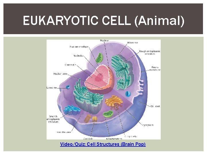 EUKARYOTIC CELL (Animal) Video/Quiz: Cell Structures (Brain Pop) 