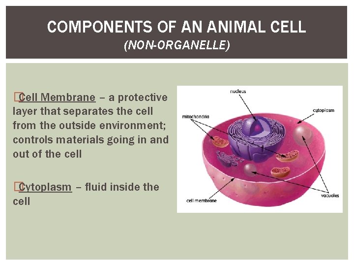 COMPONENTS OF AN ANIMAL CELL (NON-ORGANELLE) � Cell Membrane – a protective layer that