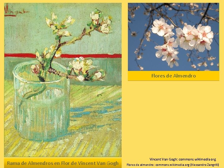 Flores de Almendro Rama de Almendros en Flor de Vincent Van Gogh: commons. wikimedia.