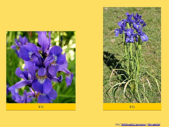 Iris / Wikimedia Commons ( Myrabella) 