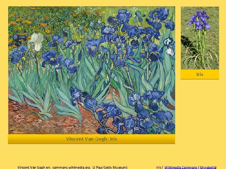 Iris Vincent Van Gogh: Iris Vincent Van Gogh en: commons. wikimedia. org (J Paul