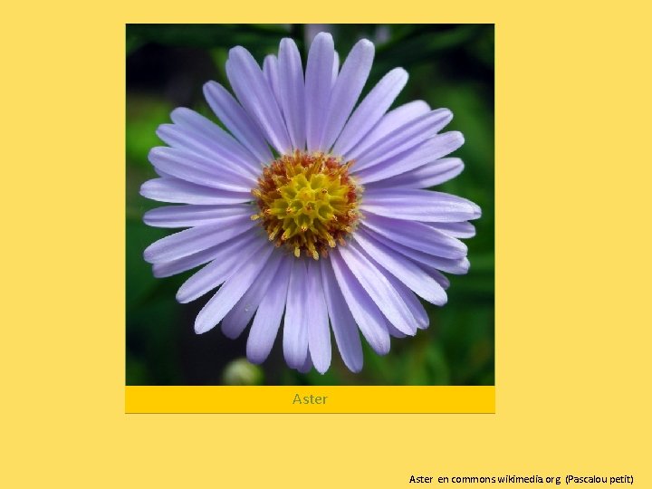 Aster en commons. wikimedia. org (Pascalou petit) 