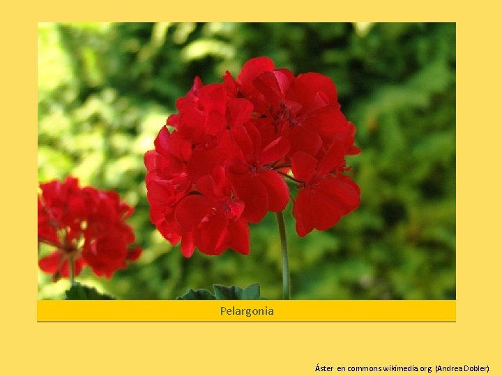 Pelargonia Áster en commons. wikimedia. org (Andrea Dobler) 