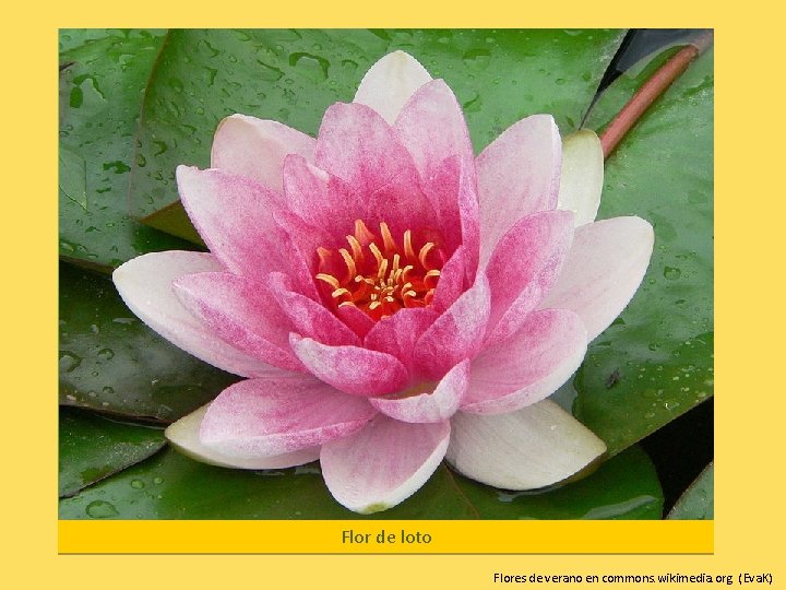 Flor de loto Flores de verano en commons. wikimedia. org (Eva. K) 