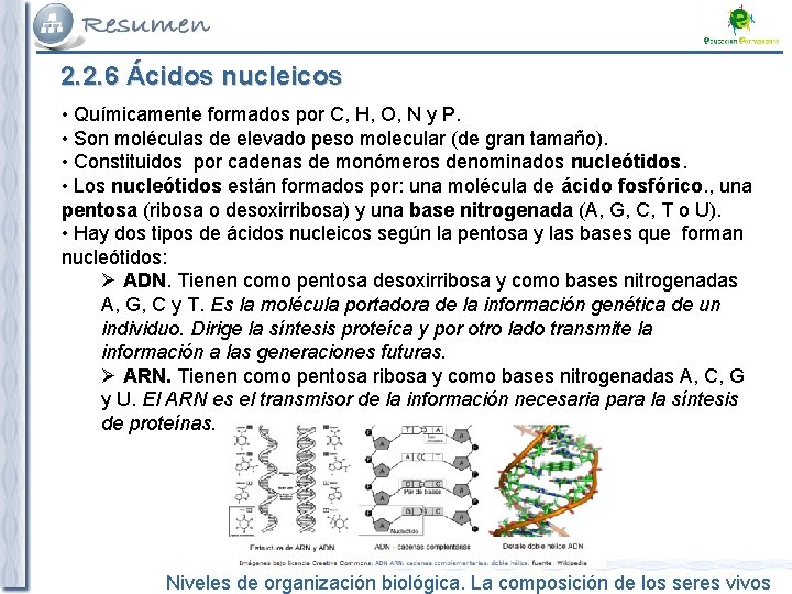 2. 2. 6 Ácidos nucleicos • Químicamente formados por C, H, O, N y