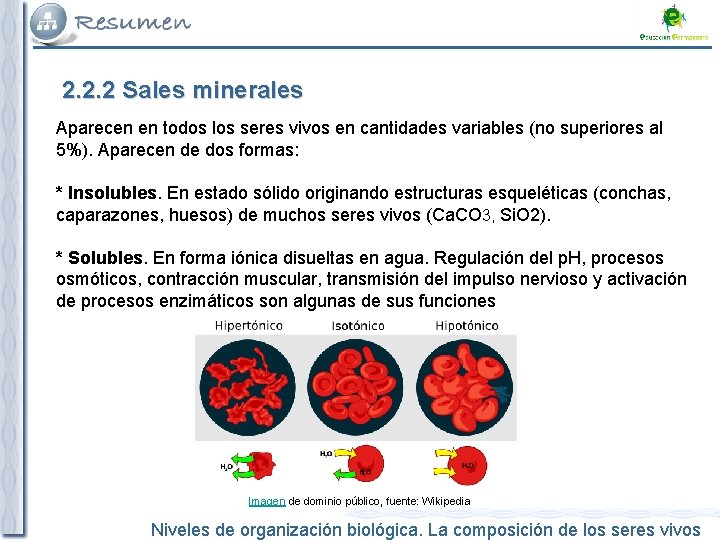 2. 2. 2 Sales minerales Aparecen en todos los seres vivos en cantidades variables