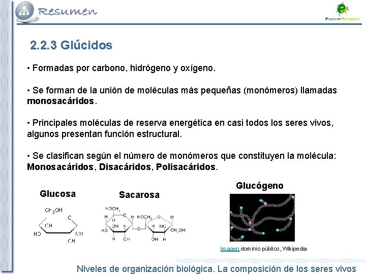 2. 2. 3 Glúcidos • Formadas por carbono, hidrógeno y oxígeno. • Se forman