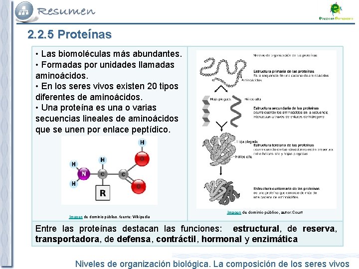 2. 2. 5 Proteínas • Las biomoléculas más abundantes. • Formadas por unidades llamadas