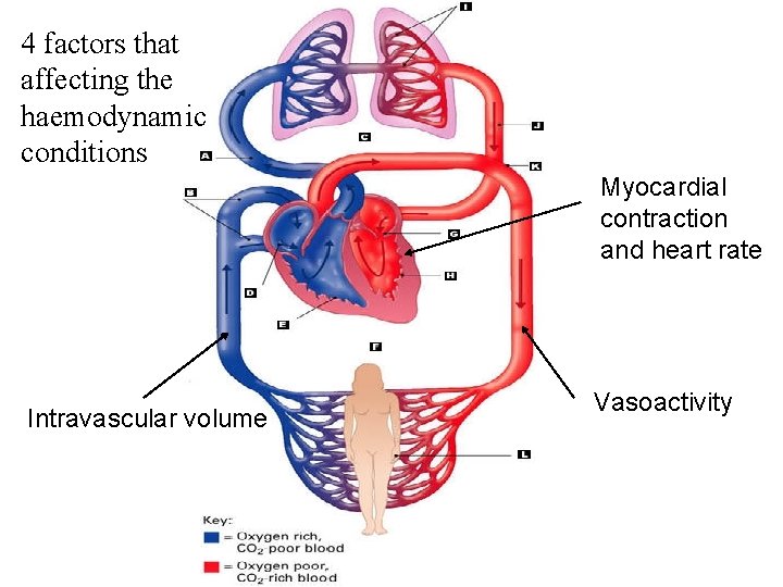 4 factors that affecting the haemodynamic conditions Myocardial contraction and heart rate Intravascular volume