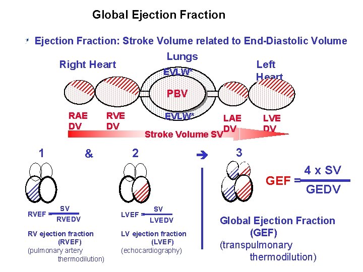 Global Ejection Fraction: Stroke Volume related to End-Diastolic Volume Lungs Right Heart Left Heart