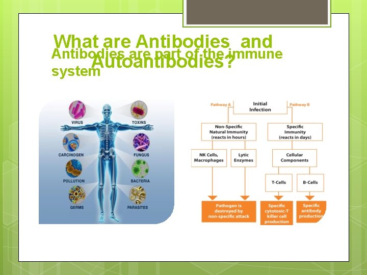 What are Antibodies and Antibodies are part of the immune Autoantibodies? system 