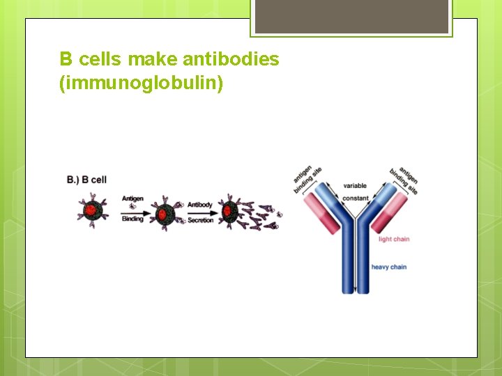 B cells make antibodies (immunoglobulin) 