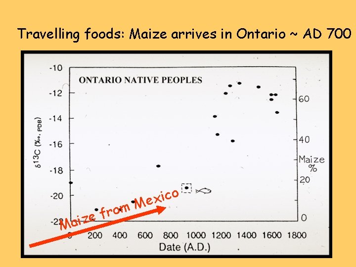 Travelling foods: Maize arrives in Ontario ~ AD 700 Ma om r f ize